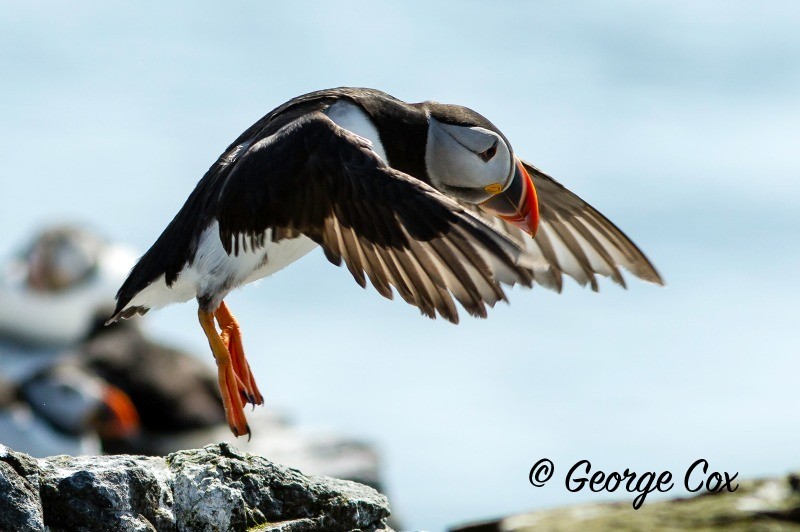 Puffin