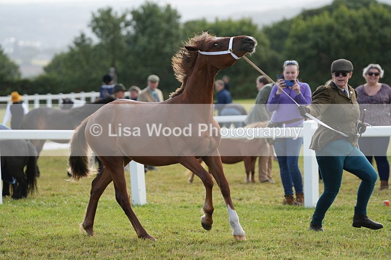 DSC04827 - Class 47: NPS M&M Yearling