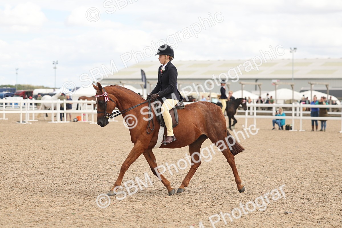 SBM_15999 - Class 311 - Ridden Show pony-Show hunter Pony