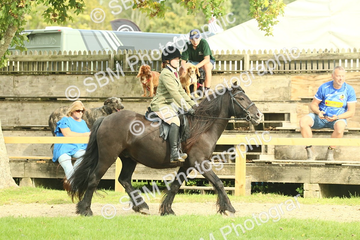 SBM_68207 - S58 - Mini Show Cob Ridden