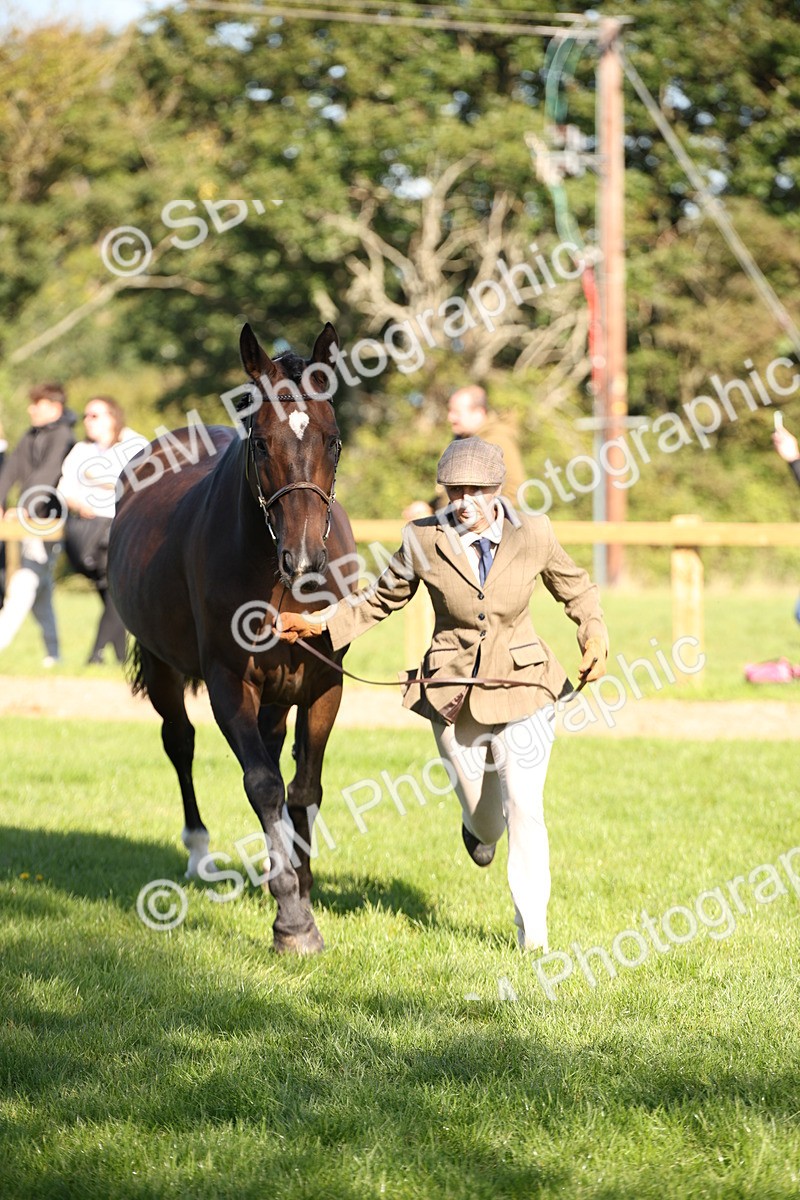 SBM_36577 - S10 - Best In Hand Horse & Pony