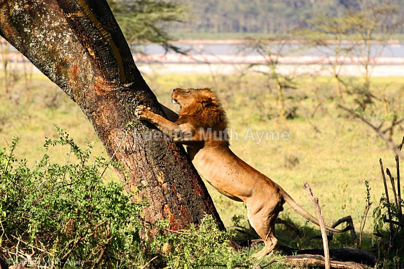 IMG_1063 Nakuru - Lions