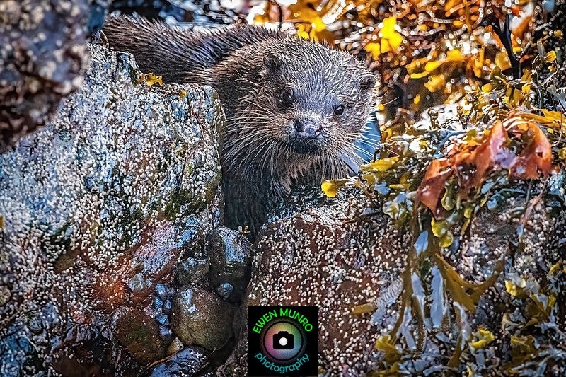 DO-02-Oban, Argyll - 'DRATSIE' (AKA Otters)