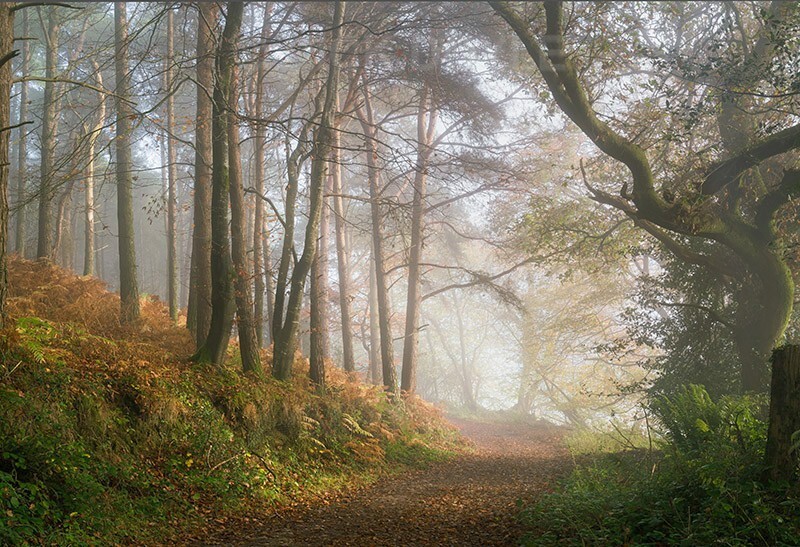 journey into Autumn woods - Mood and mist with some lumen added