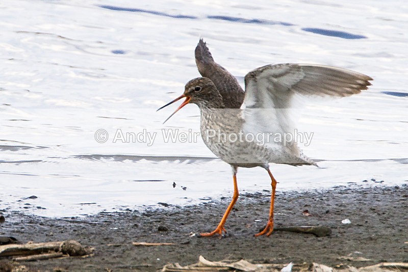 20130507-_MG_3676 - Other Waders