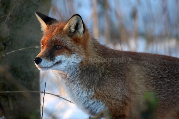 Red Fox in snow_ AGTO157 - Wildlife, Mammal Photography, Great Britain