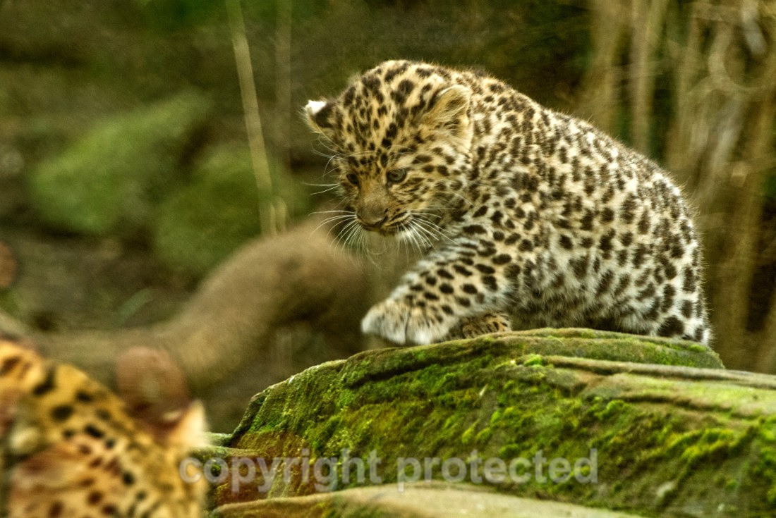 Anya - Wildlife Vets International