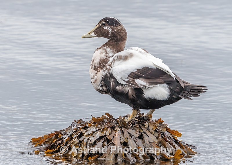 Eider Duck - Latest Images