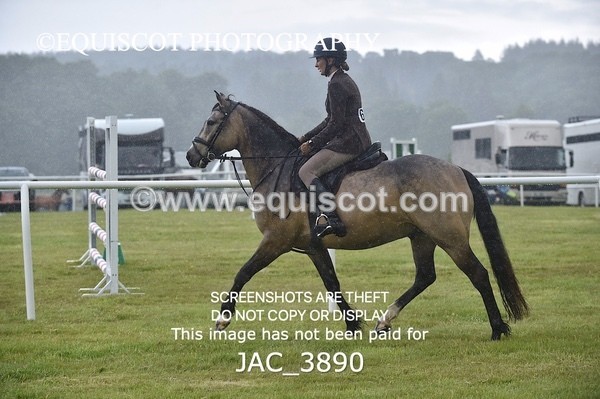 JAC_3890 - 55cm WORKING HUNTER