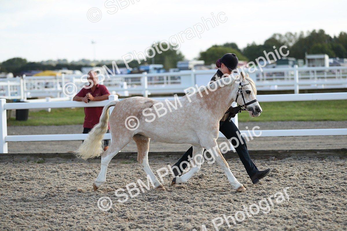 SBM_08905 - Class 29 IH Veteran Pony
