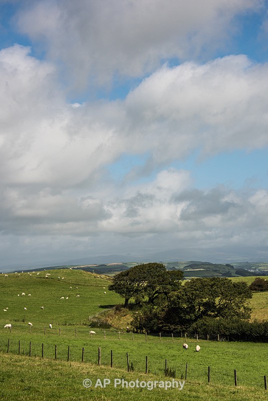 ACP_2446-1 - Rural Views