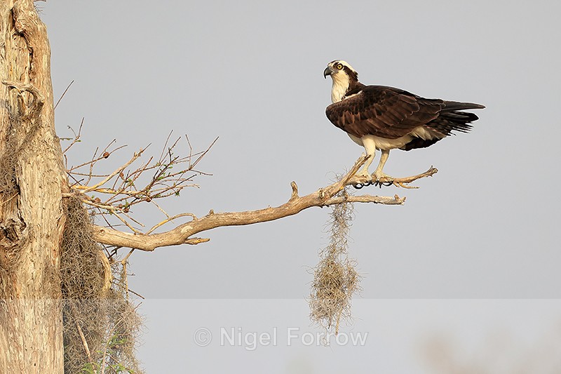 Osprey on tree branch, Blue Cypress Lake, Florida - Osprey