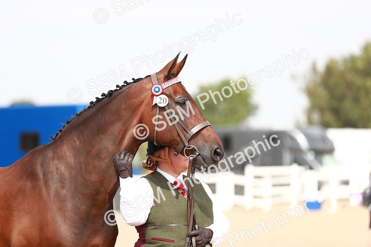 SBM_13222 - Class 208 IH Veteran Horse