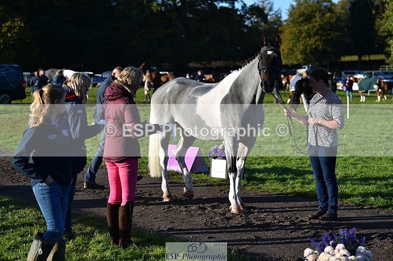 231022-092156-21733 - 622-CRAFTY.WIZARD-Heather.Urquhart-TrotUp+SJ