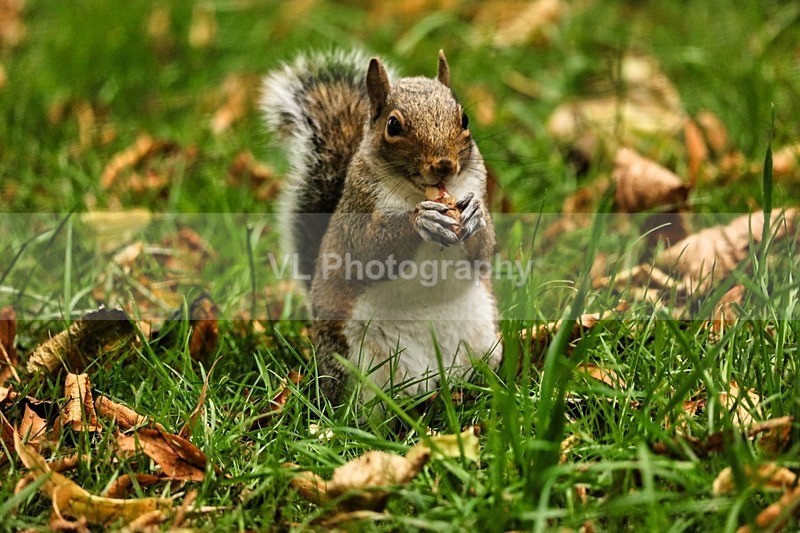 A Squirrel 5 - Animals and Birds