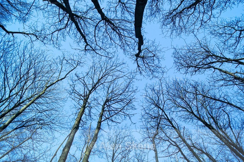 DSC06440 - Winter
