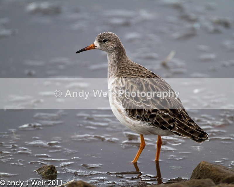 Ruff-1339 - Ruff