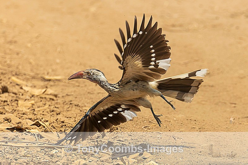 Southern Red Hornbill - Mana Pools ~ The Birds