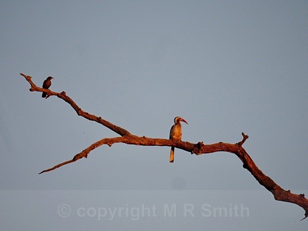 Red Billed Hornbill - SA - BIRDS & INSECTS