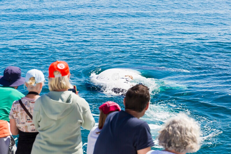 _16A2102 - 2024 Hervey Bay Whales