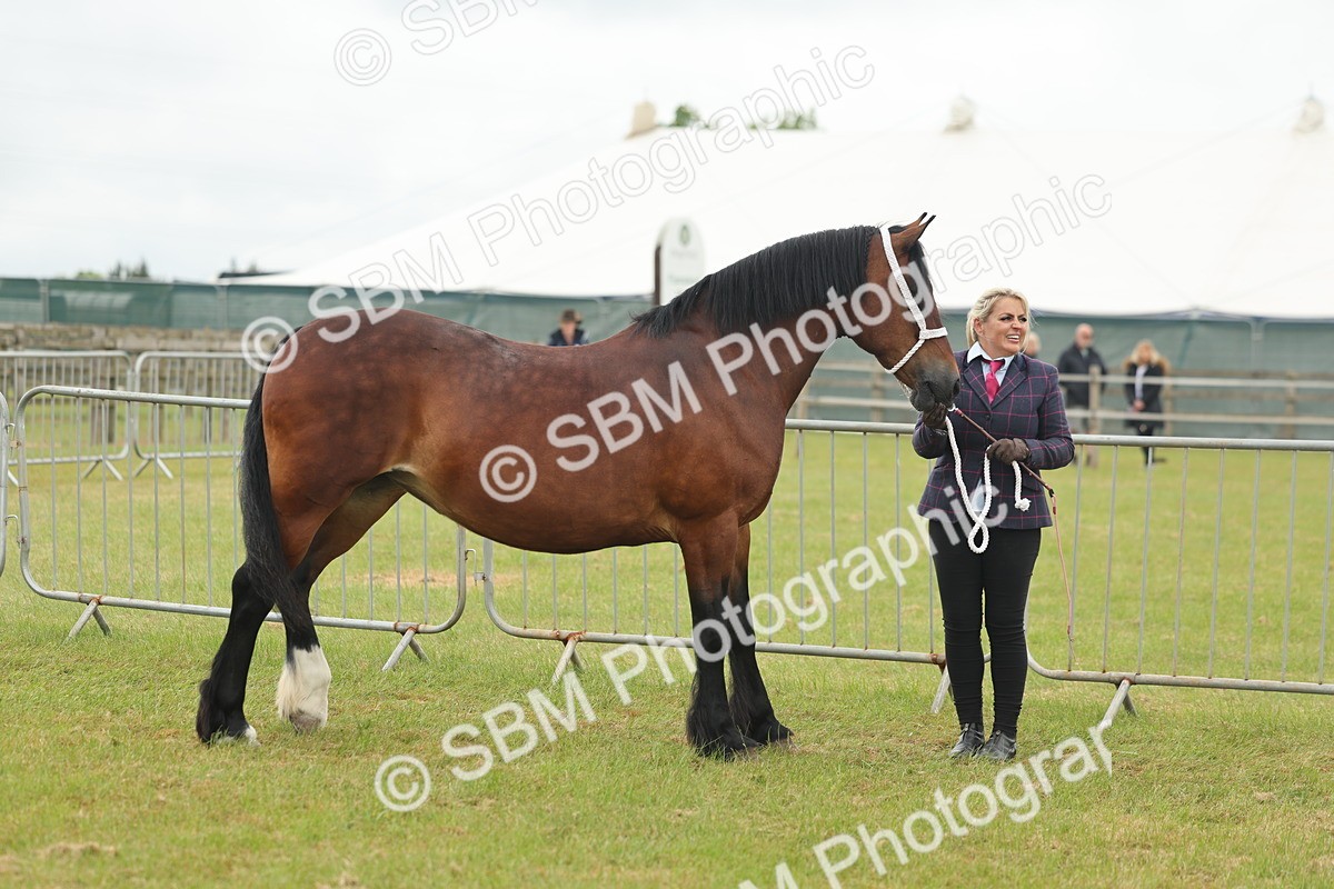 SBM_04896 - Class 50-57 - M&M Welsh Pony In Hand