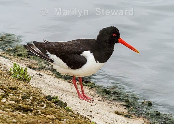 Slimbridge-7 Oystercatcher. - Slimbridge Wetlands Centre