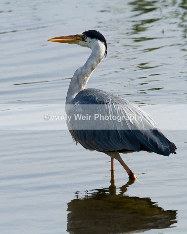 20110422-IMG_4572 - Grey Heron