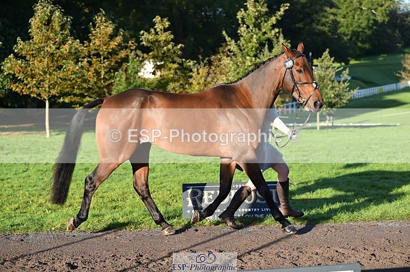 231022-092354-21757 - 617-MR.MISCHIEVOUS-Megan.Brown-TrotUp+SJ