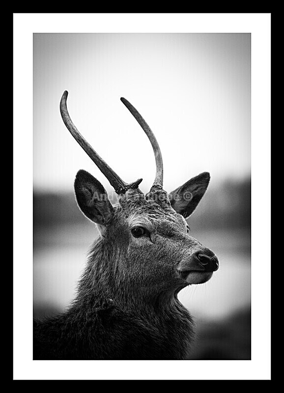 Deer Tatton Park - If They Were Mounted and in Frames