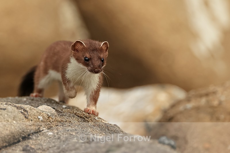 Close approach of a Stoat, Duck Island, Alaska - Stoat