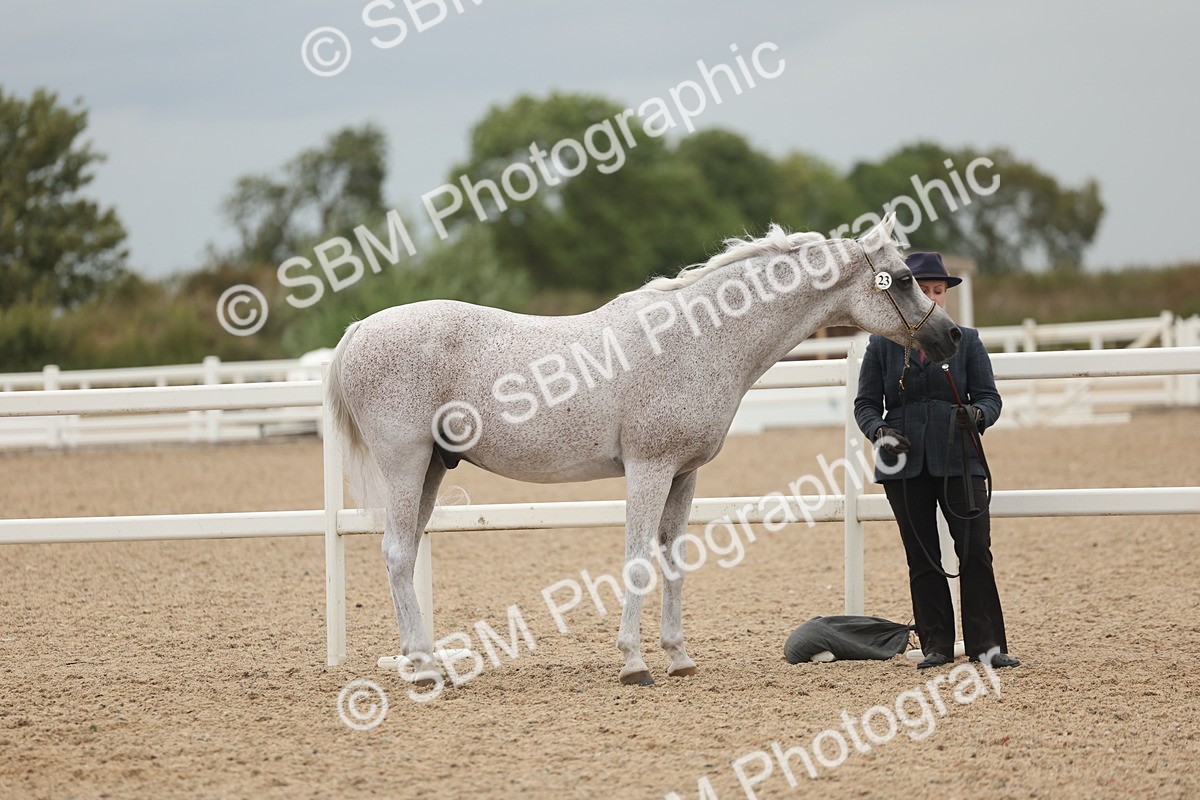 SBM_19255 - Class 317 - IH Pure Bred Horse-Pony