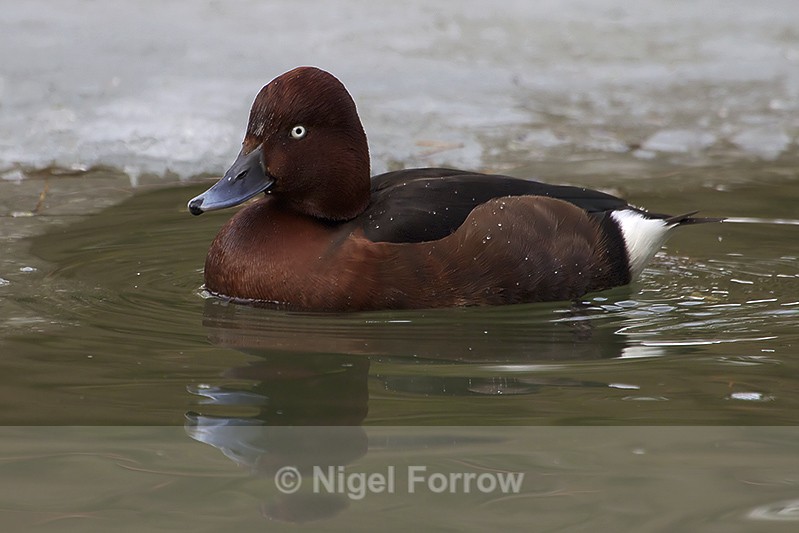 Ferruginous Duck (male) - Ferruginous Duck