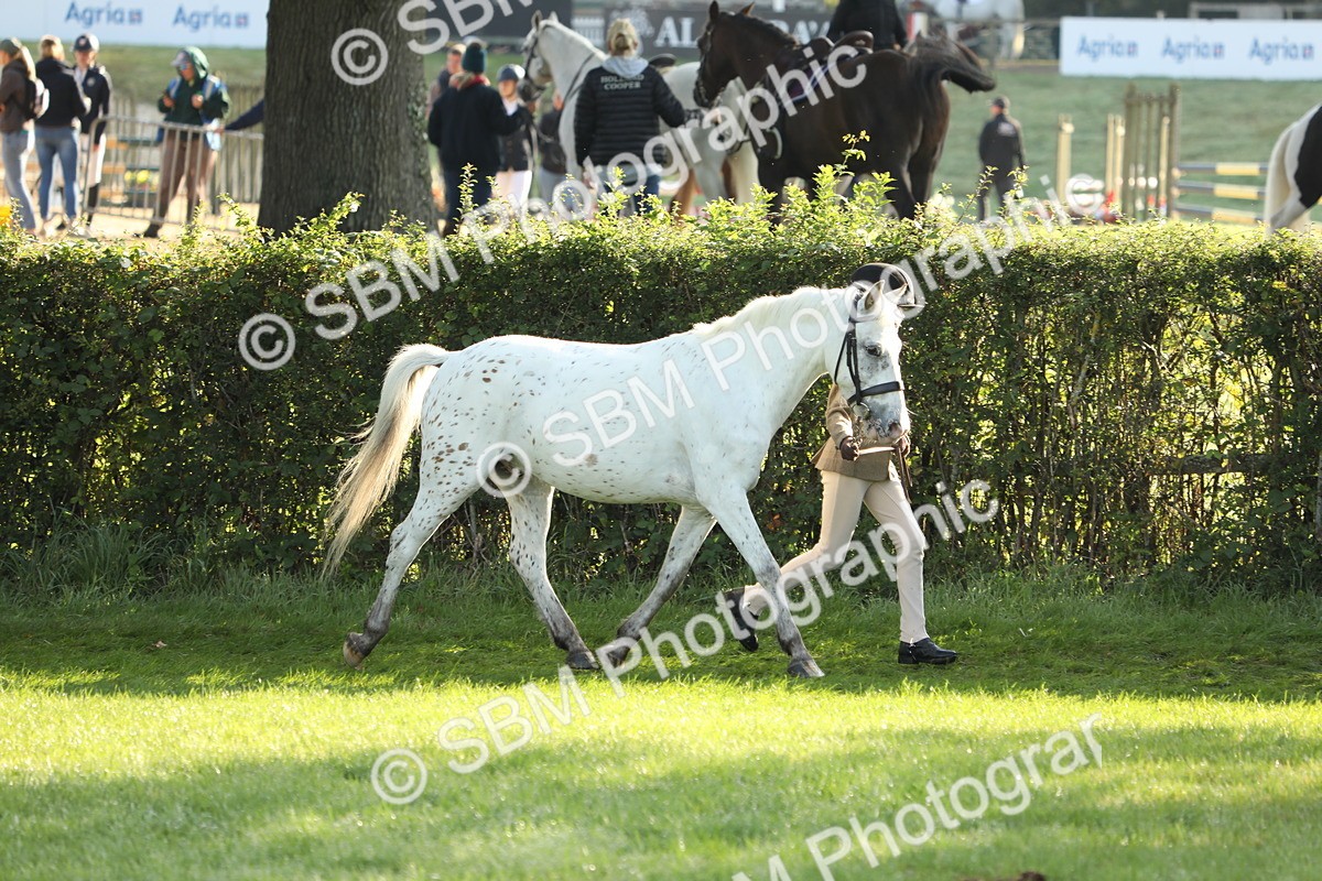 SBM_60828 - S43 - Coloured Pony In Hand