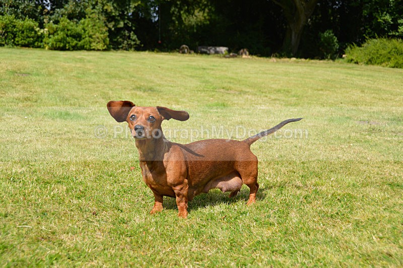  - Dachshunds