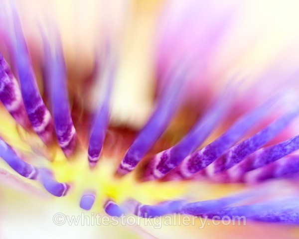 Passionflower - Up Close !