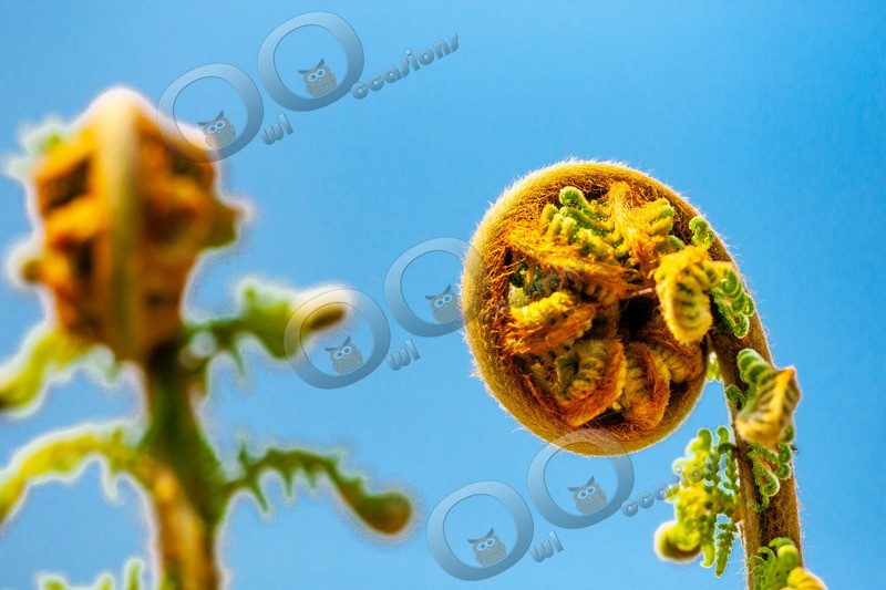 Fern-5713 - Plants and trees