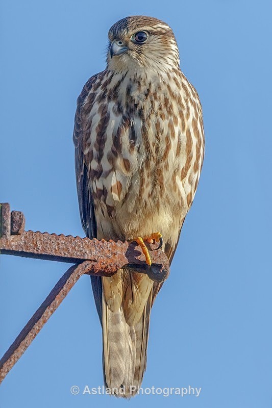 Astland Photography, Bird and Wildlife Images, Susan and Peter Wilson, U.K.