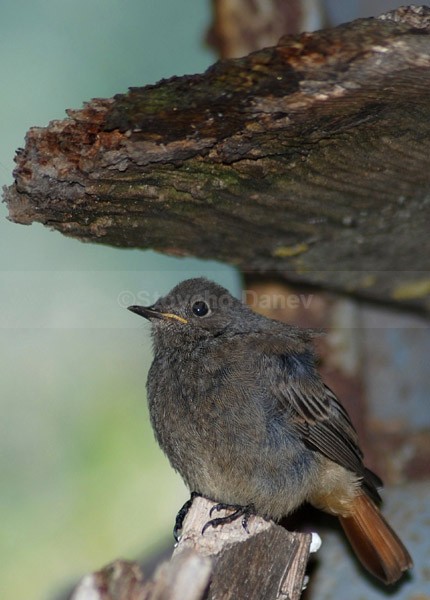 Black redstart - Wildlife