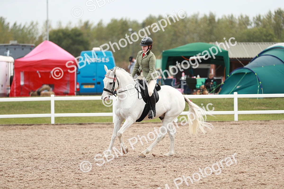 SBM_17622 - Class 215 Ridden Hack/ Riding Horse
