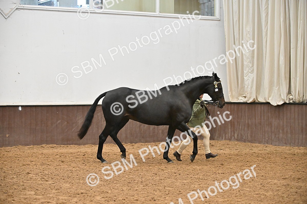 SBM_000121 - Class 6 - BSHA In Hand Racehorse to Show Horse