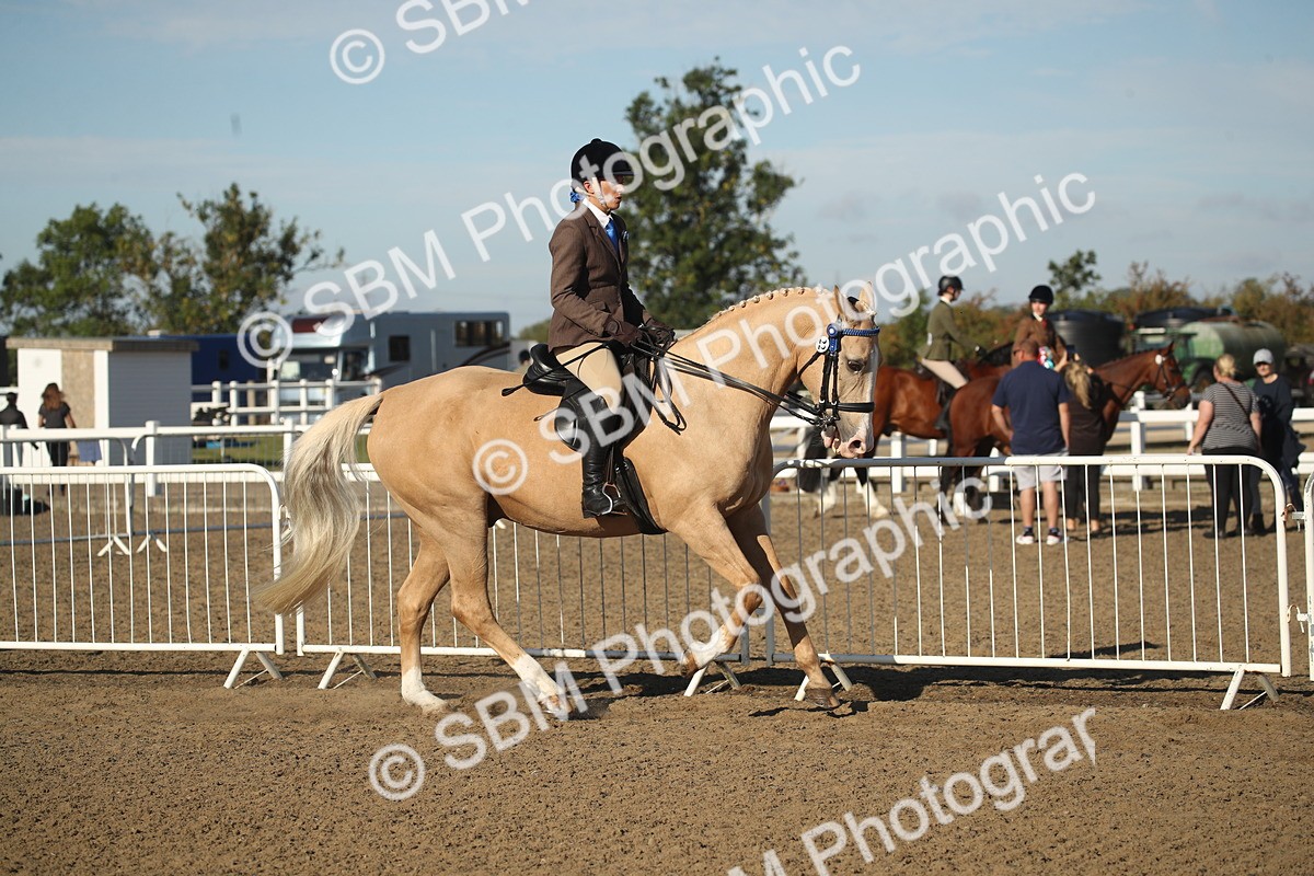 SBM_11284 - Class 501 -Riding Club Pony