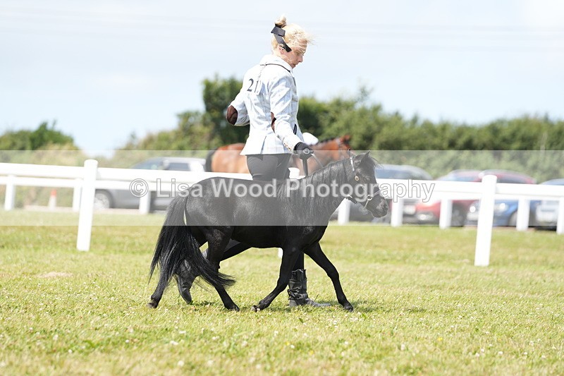 DSC06551 - Class 56: Miniature Horse 1, 2 & 3yr olds