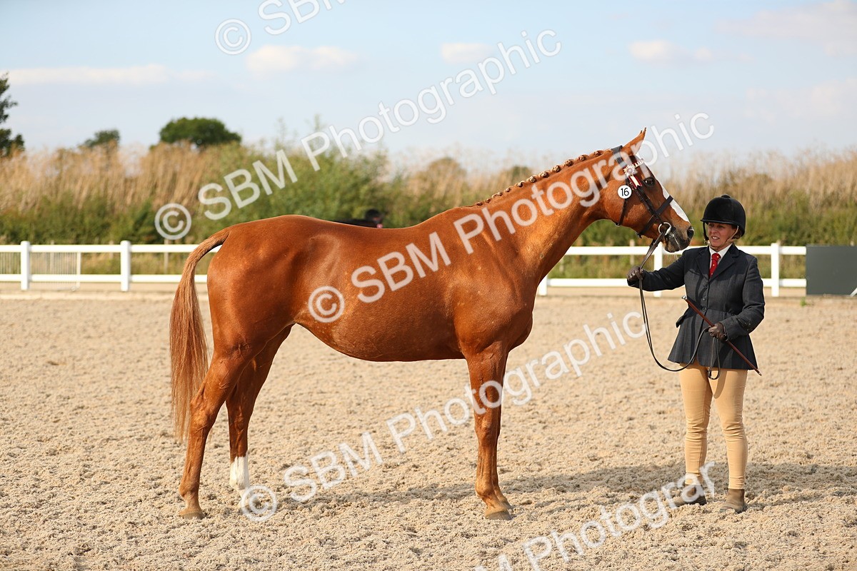 SBM_08605 - Class 28 - IH Veteran Horse