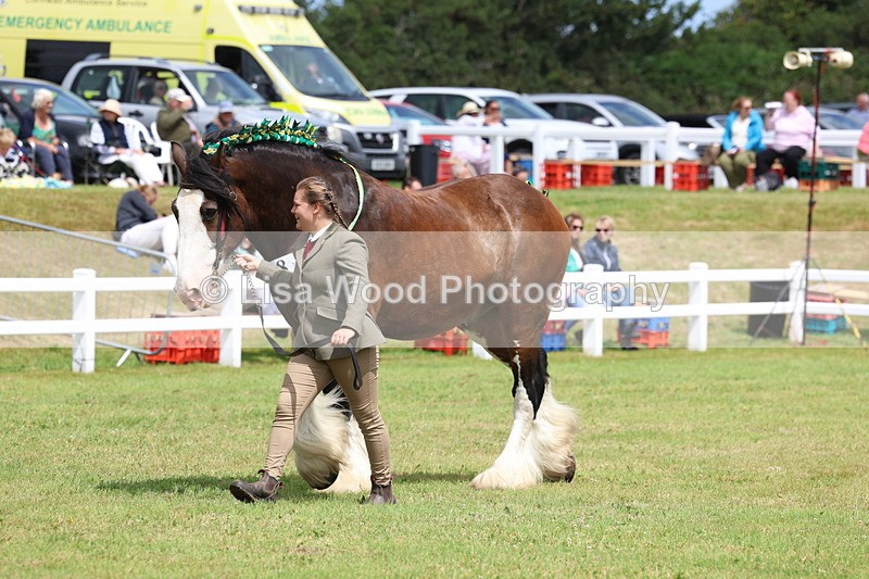 3E7A0753 - Class 7: Heavy Horse In Hand