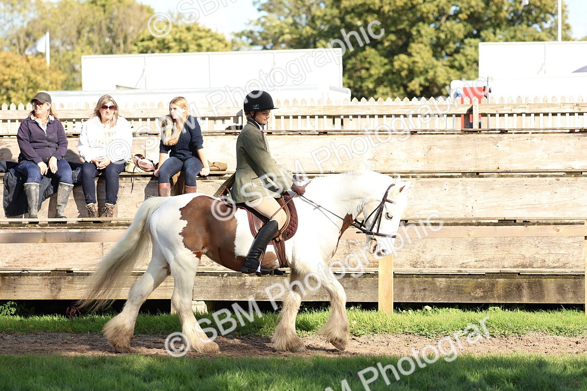 SBM_52332 - S13 - Pony Club Pony