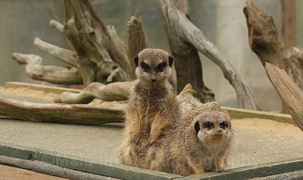 532 MEERKATS - OTHER WILDLIFE (UK)