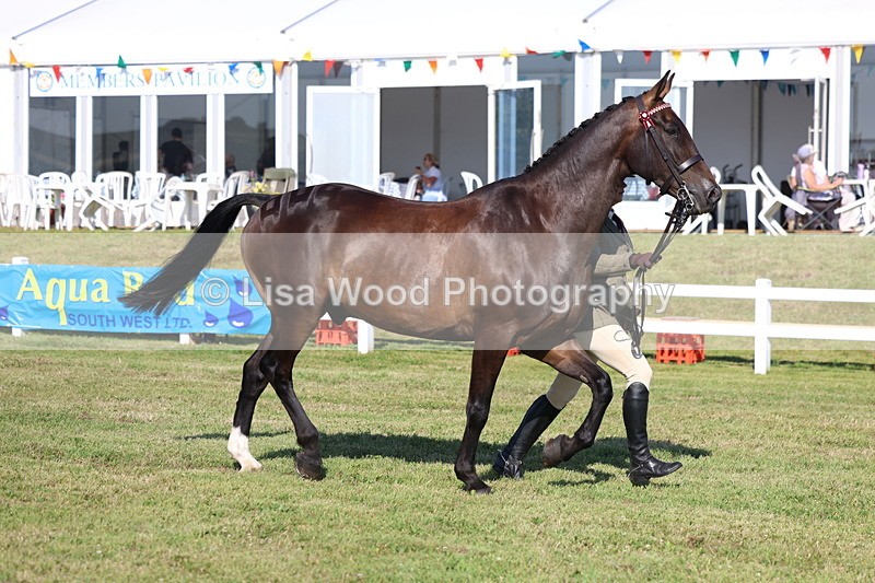 3E7A5712 - Class 2: Rising Star Large Hack/Riding Horse