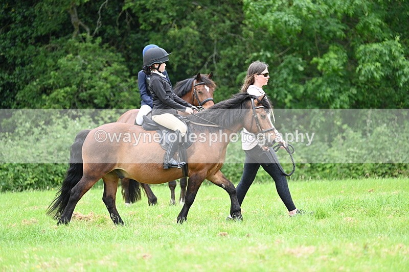 WJ7_4095 - Class 14A Handsome Gelding