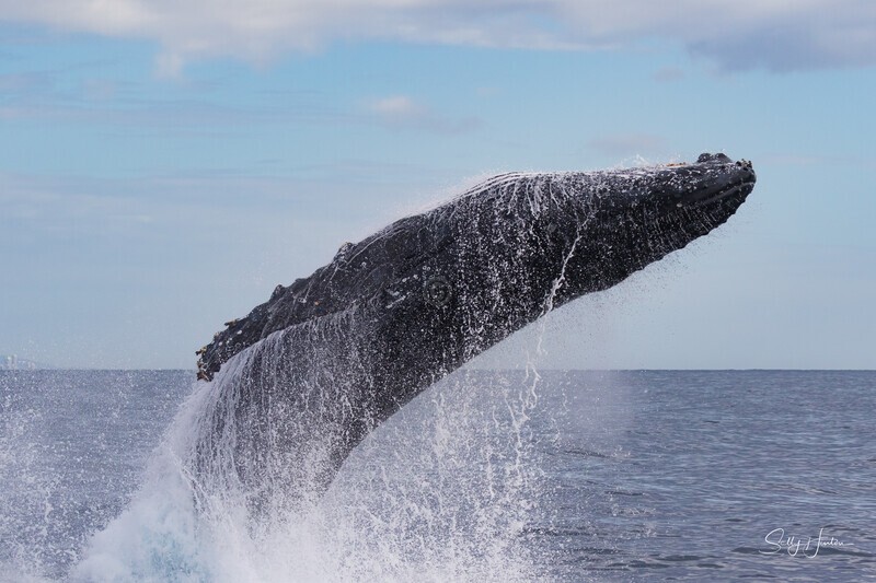 0Humpback Ballet 9. A3A1478 - 2025 Whales