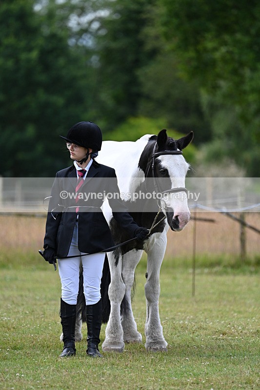 WJ7_7160 - Class 5a Most Handsome Gelding in Hand